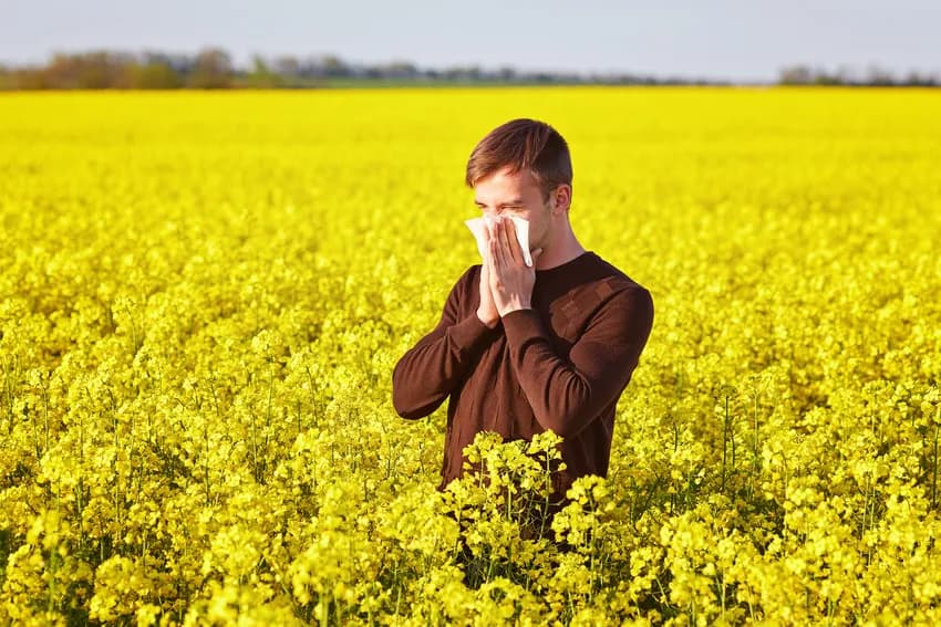 All About Hayfever and How to Alleviate Symptoms
